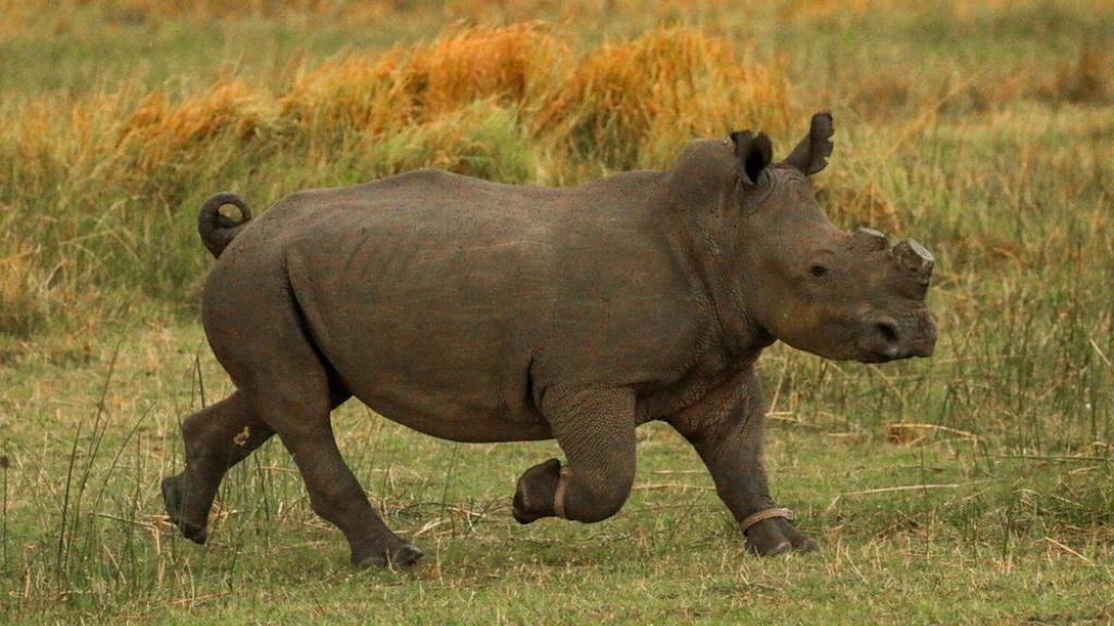 White rhino, Botswana