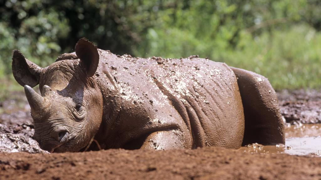 Young black rhino, Kenya 