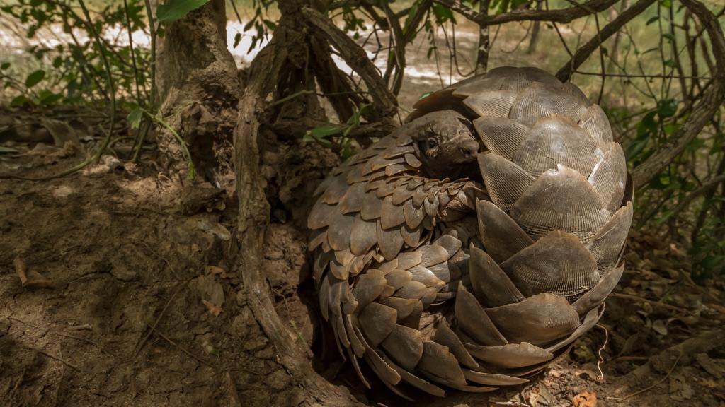 Ground pangolin (Smutsia temminckii) curling up to rest on a termite mound in Gorongosa National Park, Mozambique.