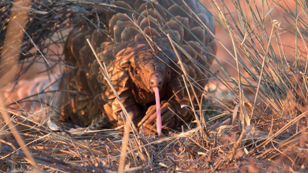 Pangolin in the Tswalu Kalahari Reserve, South Africa