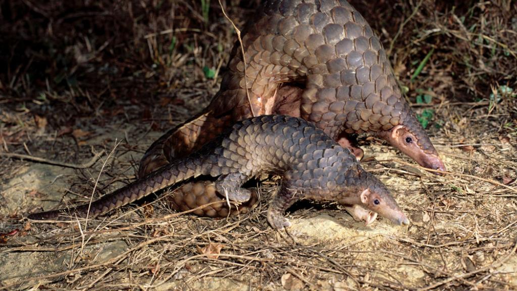 Mother and baby Malayan Pangolin 