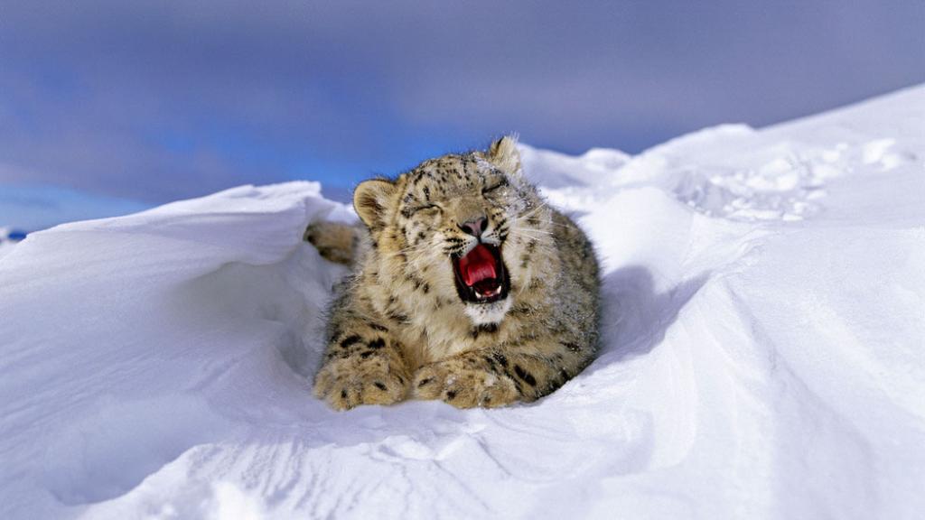 Snow leopard cub yawning
