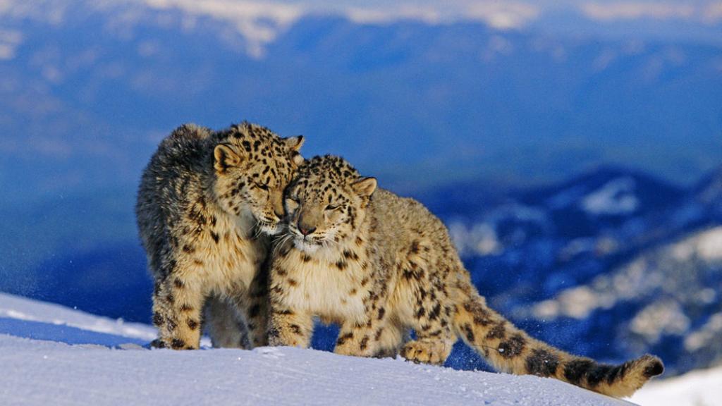 A pair of snow leopards