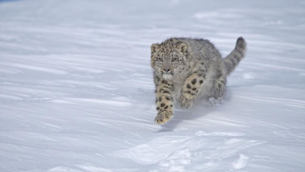 Snow Leopard Running through snow