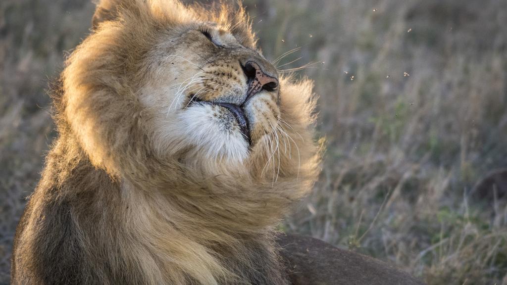 A male lion