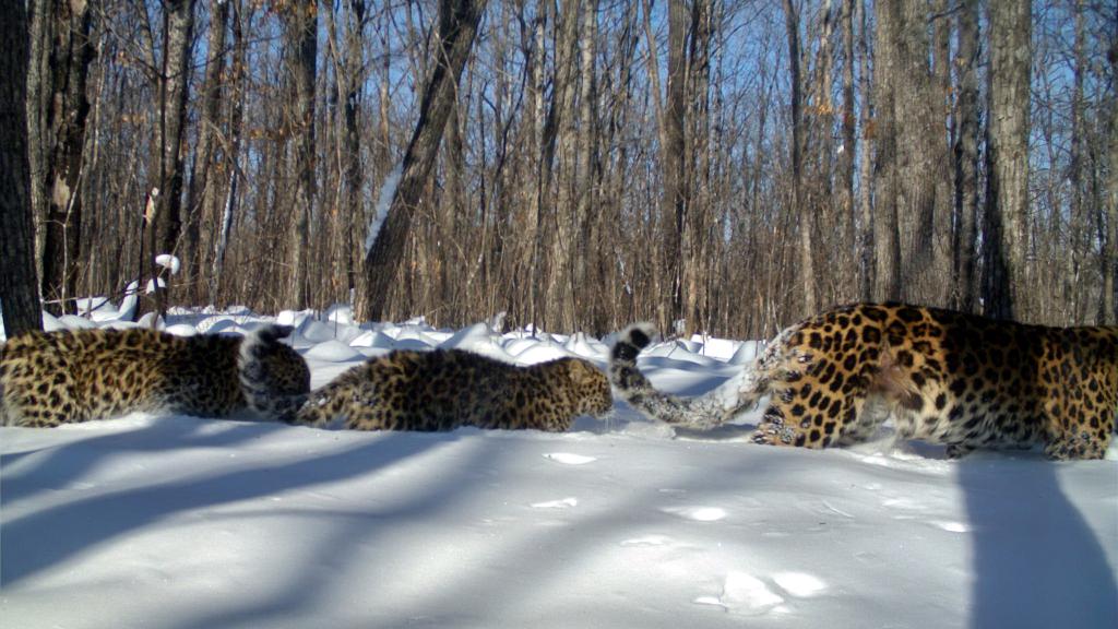 Amur leopard with cubs