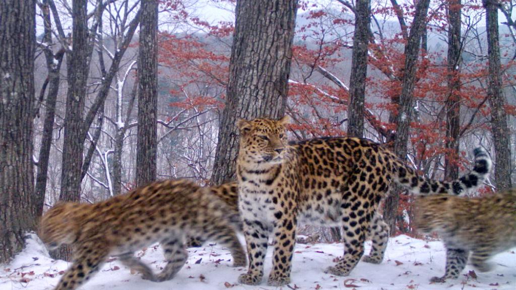 Amur leopard with cubs