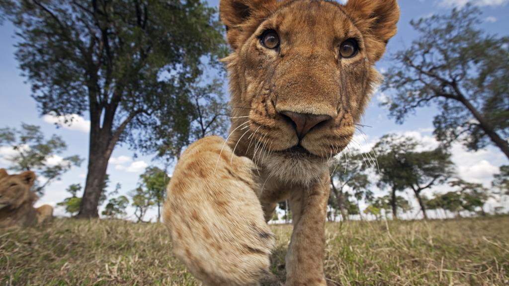 Lion adolescent