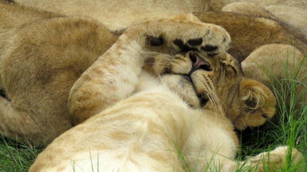 Lion cub