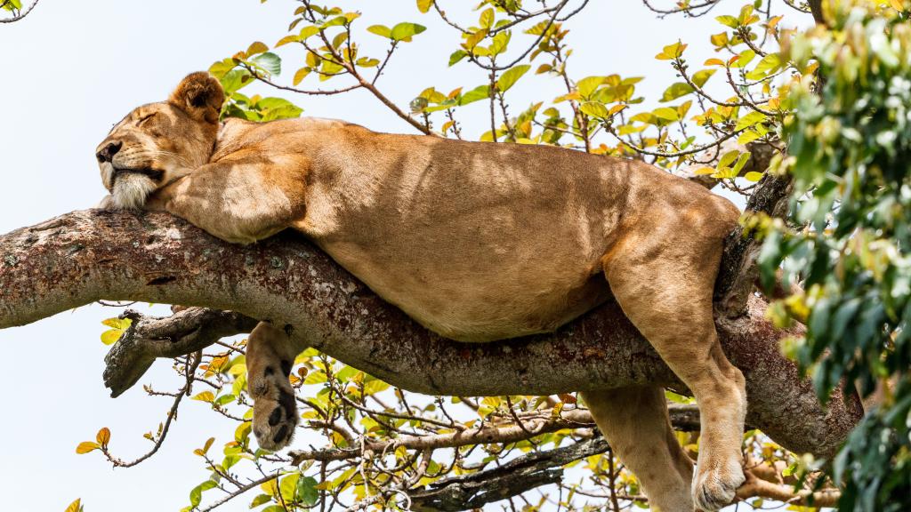 Lion sleeping in a tree