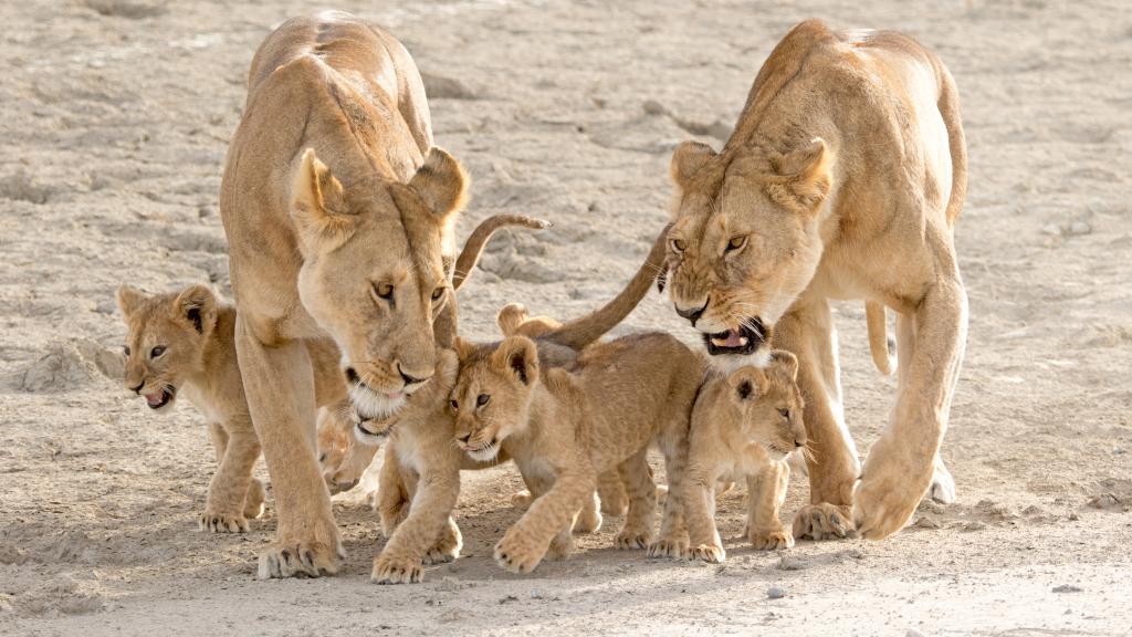 Lionesses and cubs