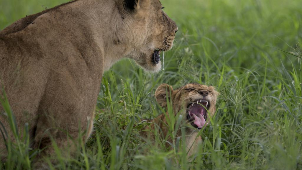 Lions in Tanzania