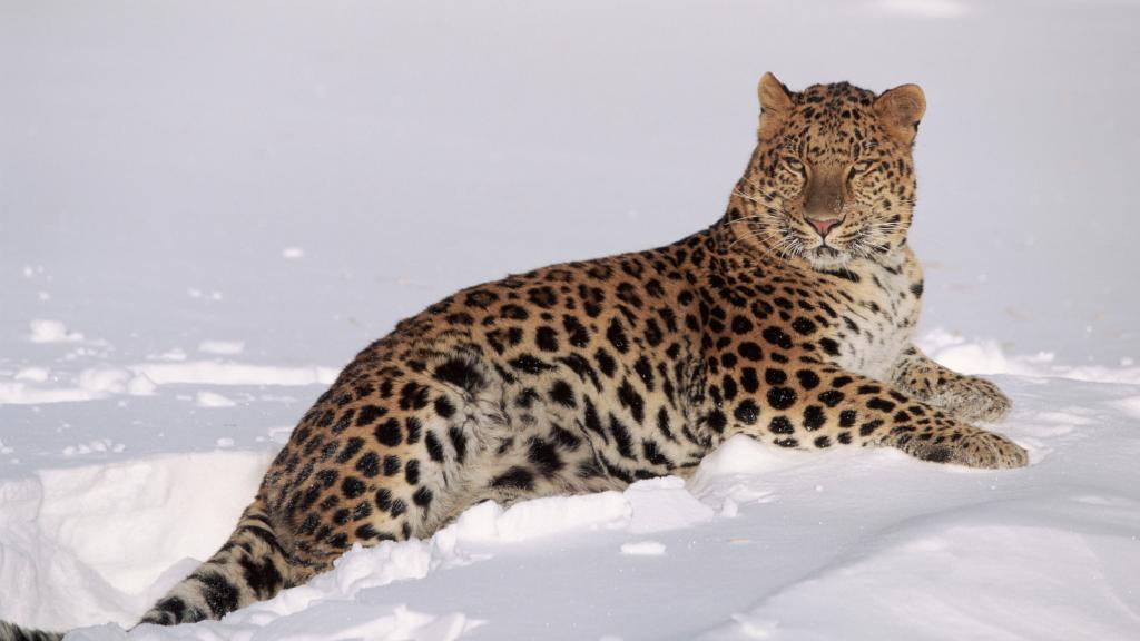 Amur leopard sitting down