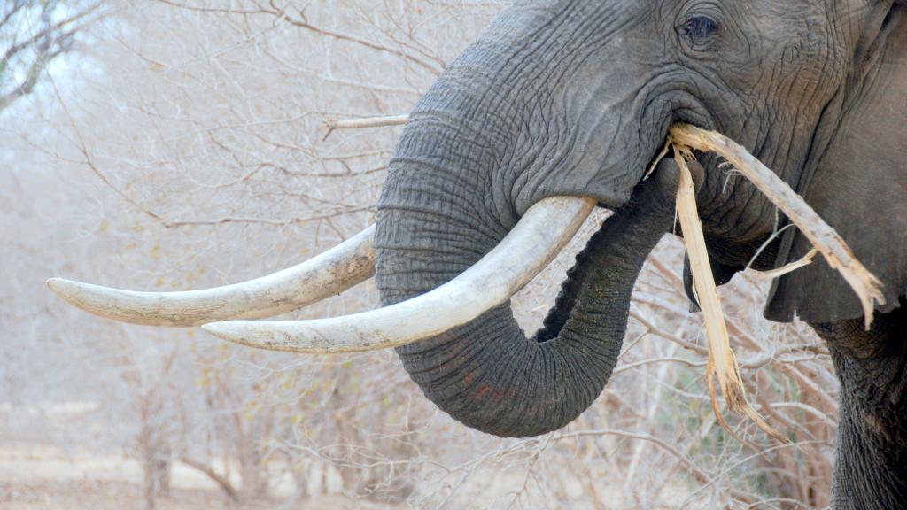 African elephant eating, Zimbabwe 