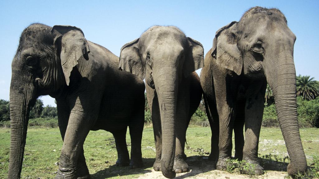 Asian elephants 
