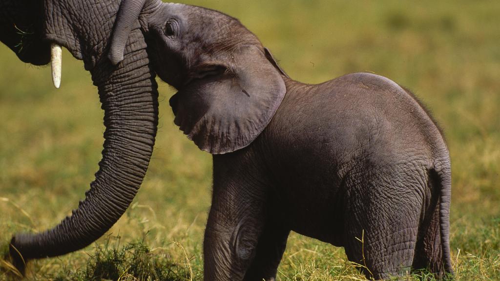 African elephant calf and its mother, Amboseli National Park, Kenya 