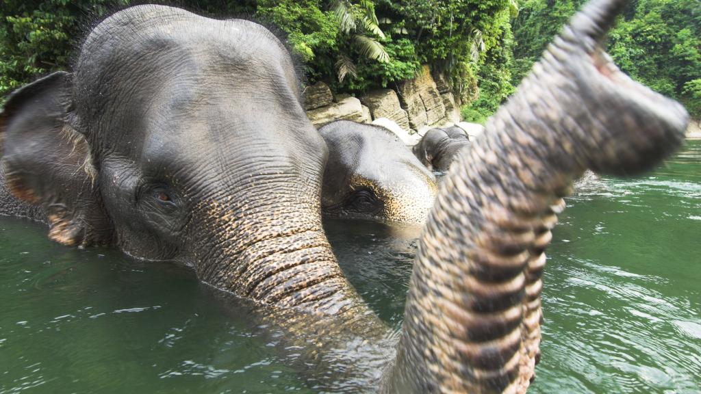 Asian elephants bathing, Sumatra, Indonesia 