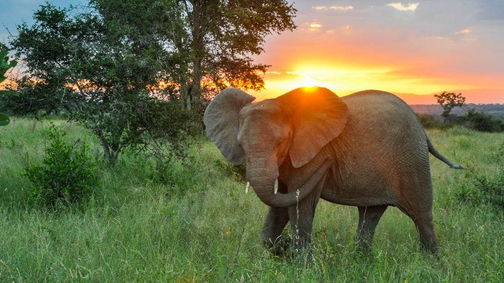 African elephant, South Africa 