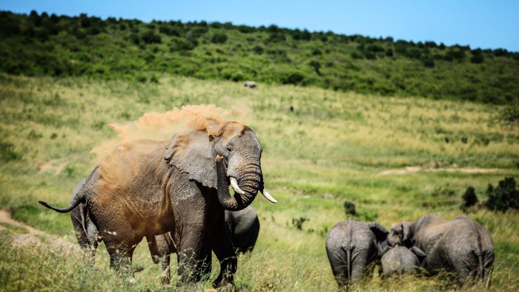 An elephant covers itself in dust and dirt in the Maasai Mara, Kenya