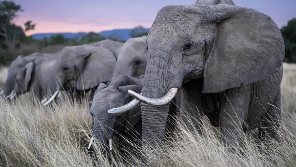 African elephant herd, Maasai Mara, Kenya