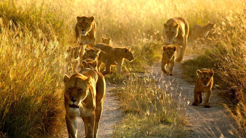 Pride of lions