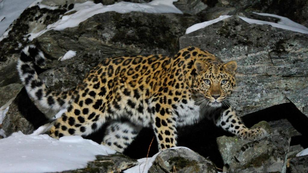 Wild female Amur leopard