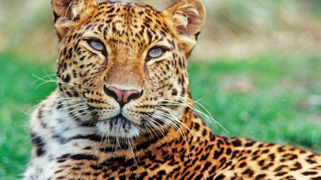 Amur leopard portrait