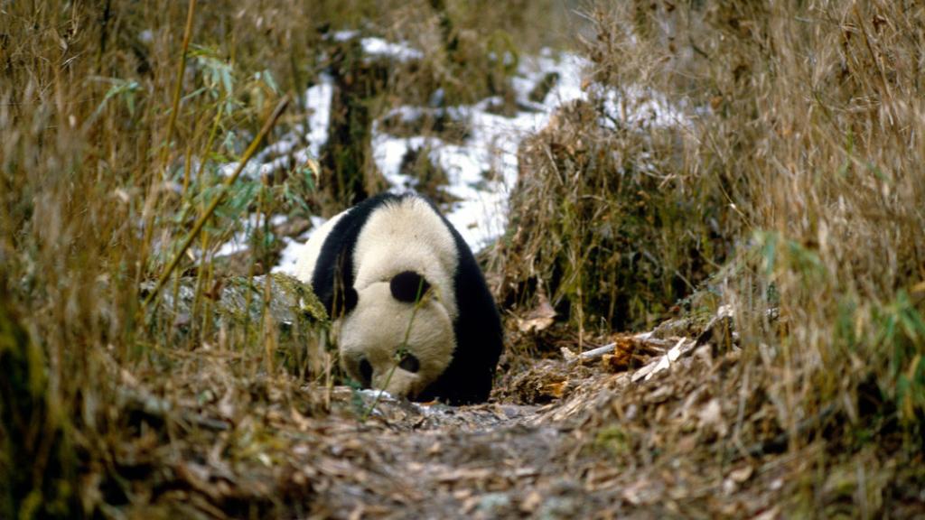 Giant Panda Zhen Zhen visiting the Panda Research Camp Wuyipang, China