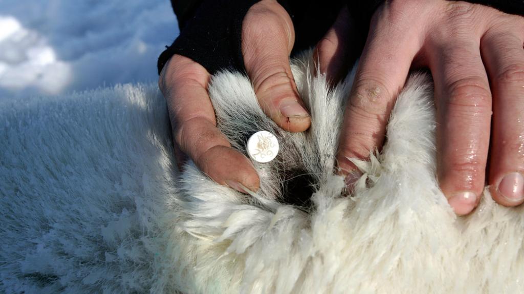 Norwegian Polar Institute resarcher reading an ear tag on a polar bear, Svalbard, Norway.