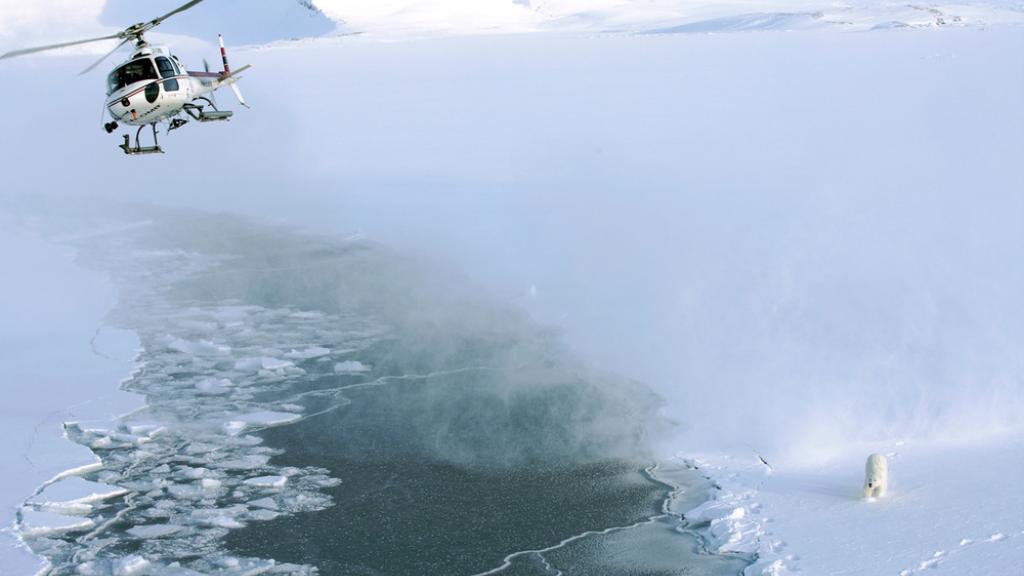 A tranquilising shot has just been fired on a polar bear from a helicopter, Svalbard, Norway.