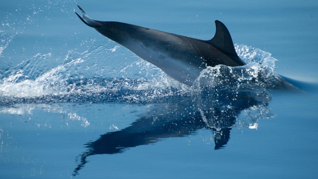 Diving Dolphin