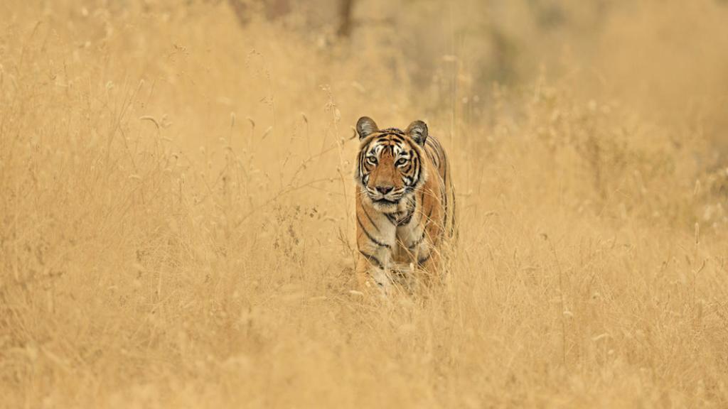 Bengal tiger (Panthera tigris) Krishna in grass habitat, Ranthambhore, India.