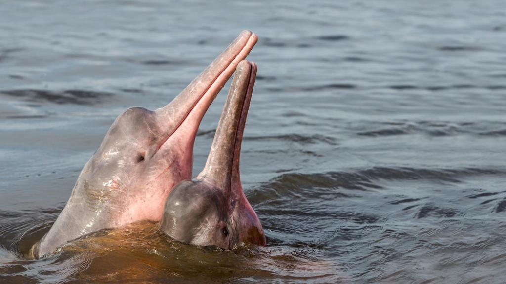 River Dolphin, Boto, Amazon