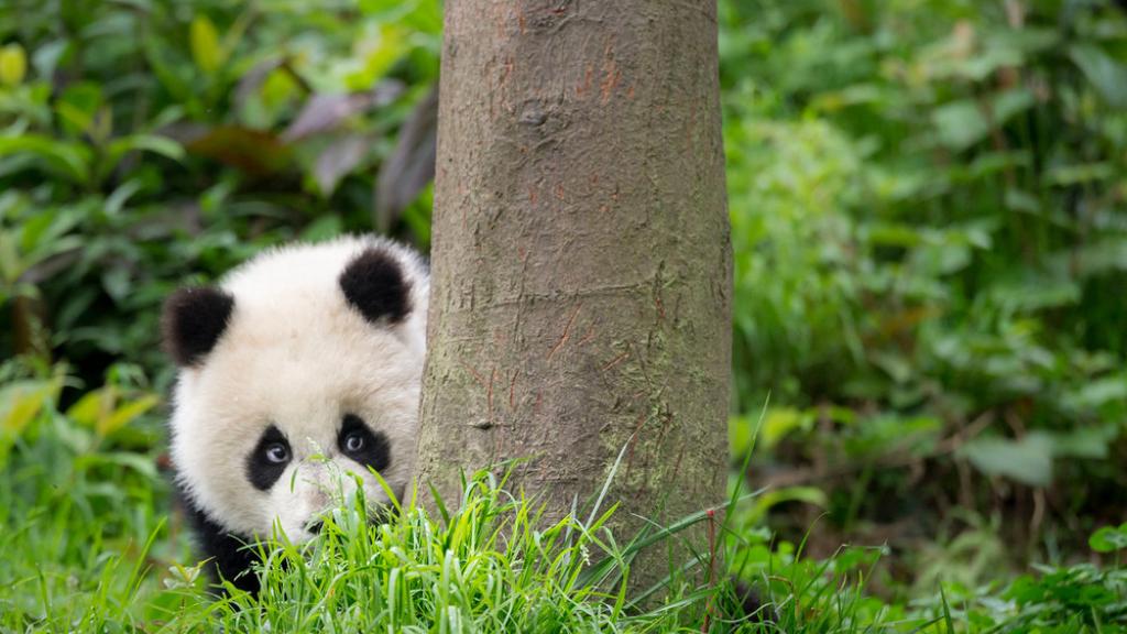 Panda hiding behind a tree