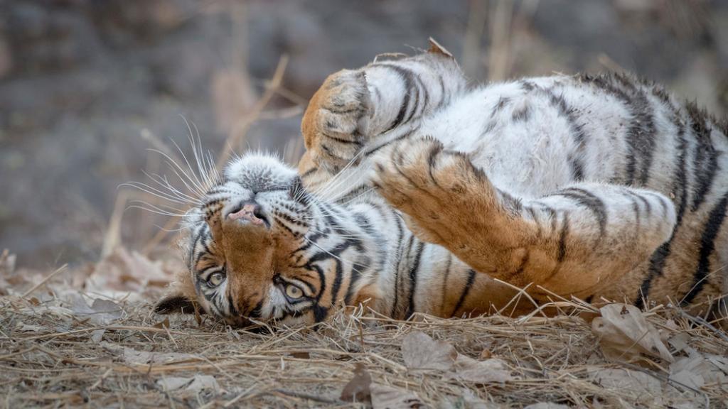 Close up of a tiger (Panthera tigris) laying on it's back.