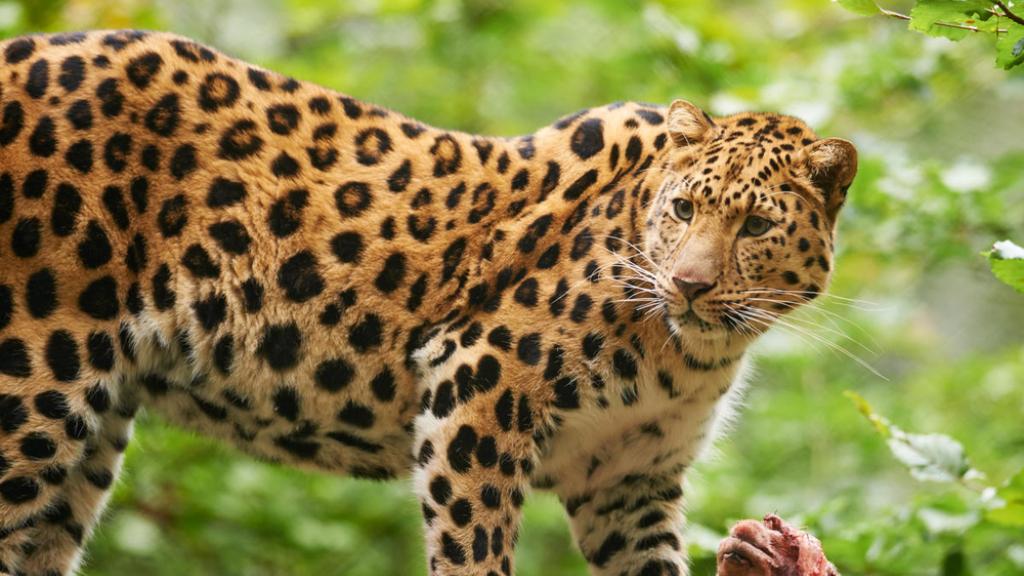 Amur leopard climbing