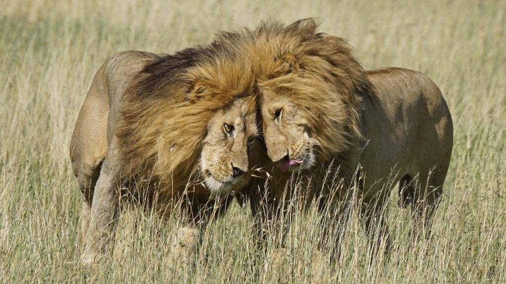 Two male lions
