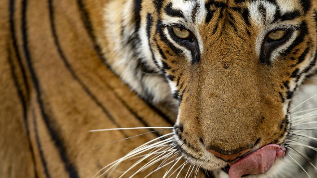 Portrait of a young Royal Bengal tigress from Bandhavgarh National Park