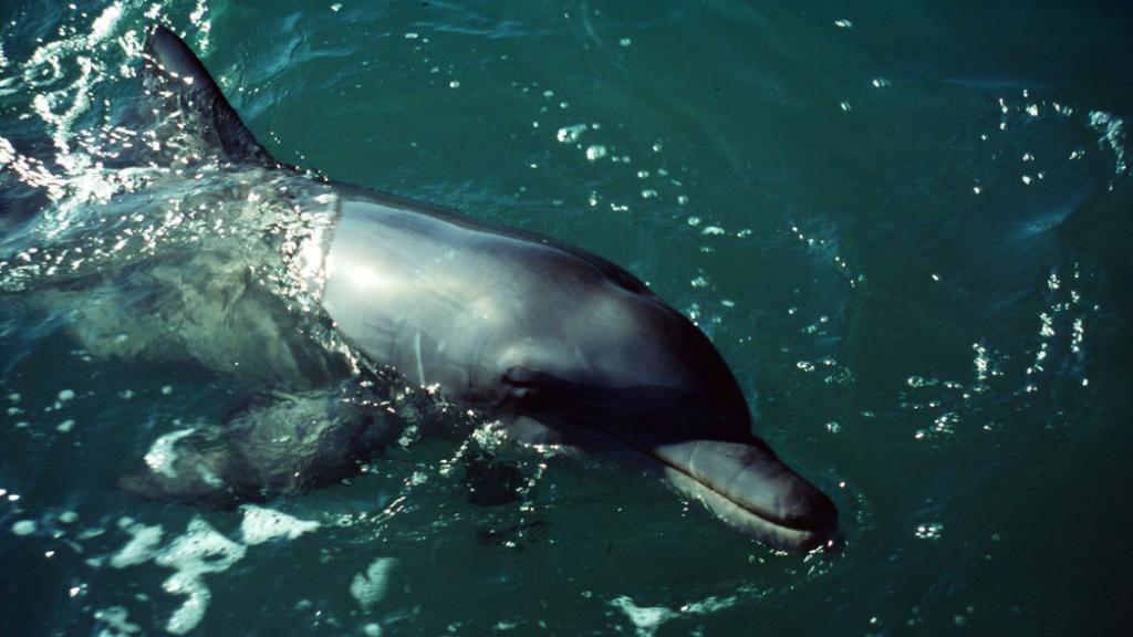 Bottle-nosed Dolphin Shark Bay, Western Australia Australia