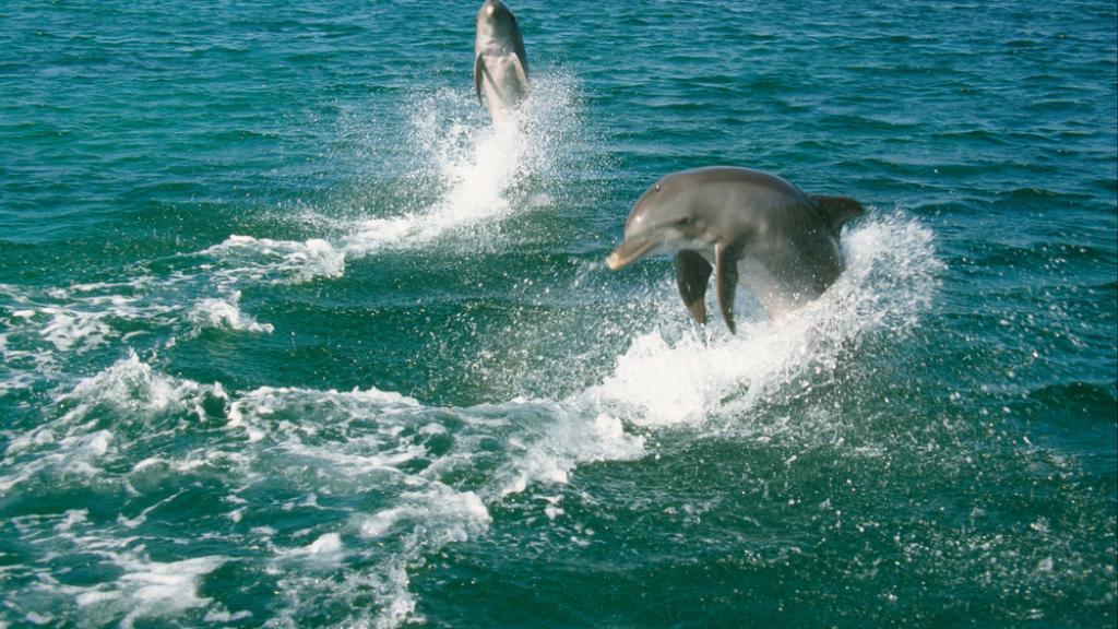 Bottle-nosed dolphin Roatán, Bahía Islands, Honduras