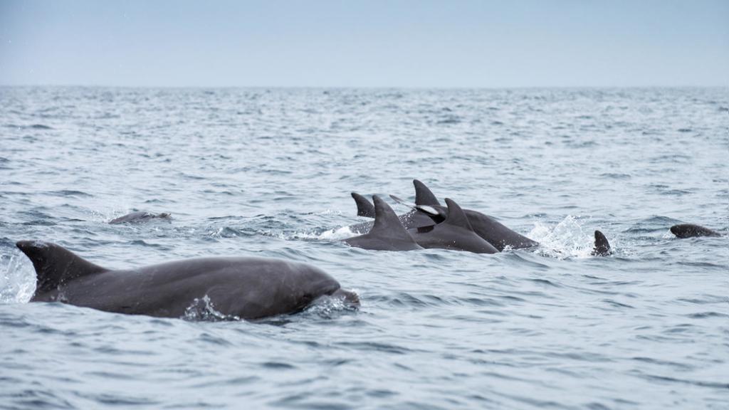 Dolphins swimming in Isola de la Plata, Ecuador.