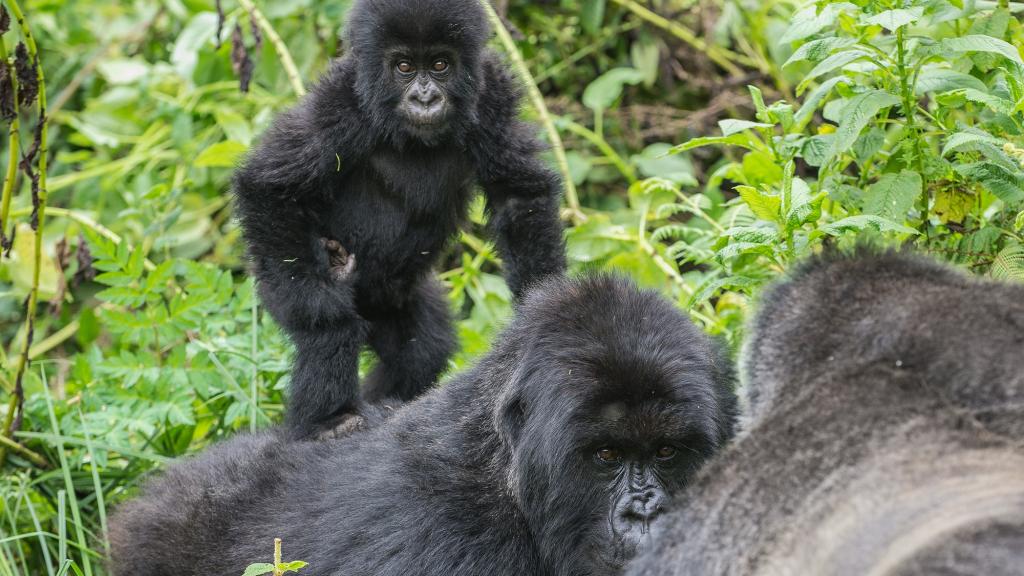 Mountain gorillas, Virunga National Park, Rwanda