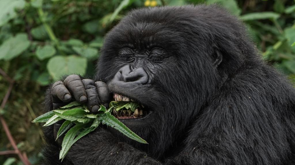 Mountain gorilla, Virunga Mountains, Rwanda