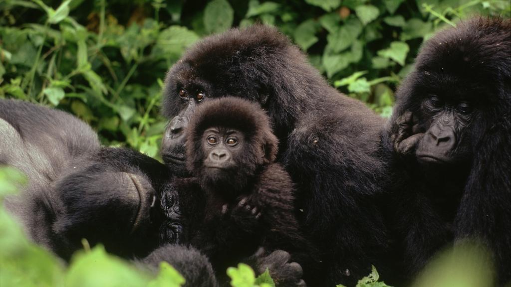 Mountain gorilla family resting, Virunga National Park, Democratic Republic of Congo