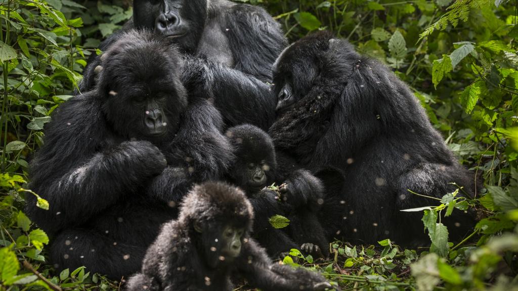 Bageni family, Virunga National Park, Democratic Republic of Congo