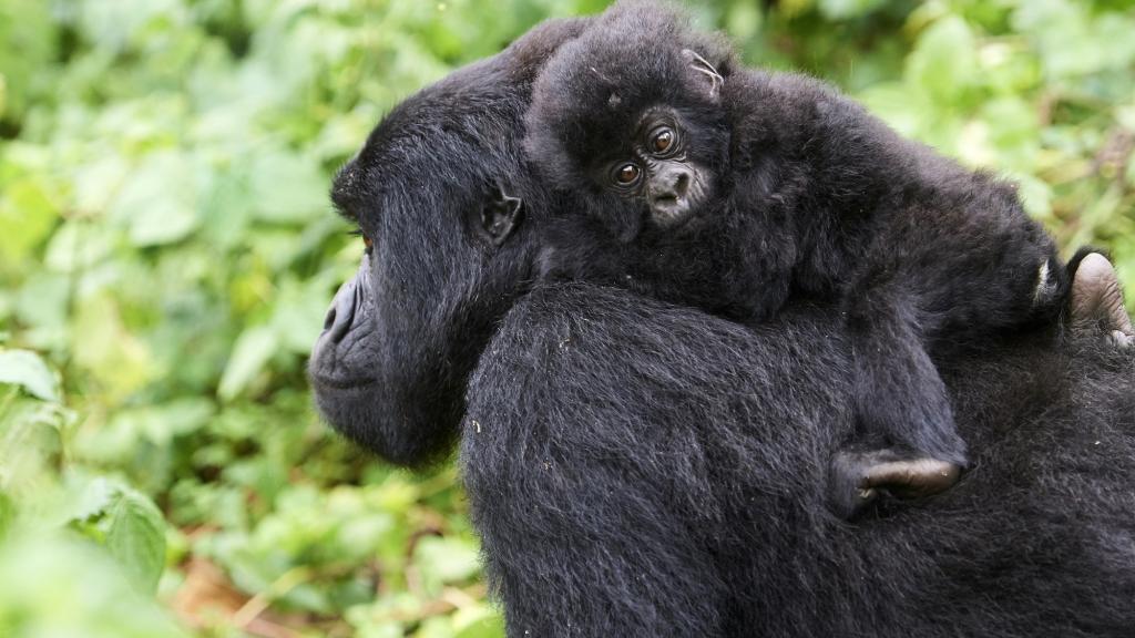 Mountain gorilla carrying her baby, Virunga National Park, Democratic Republic of Congo