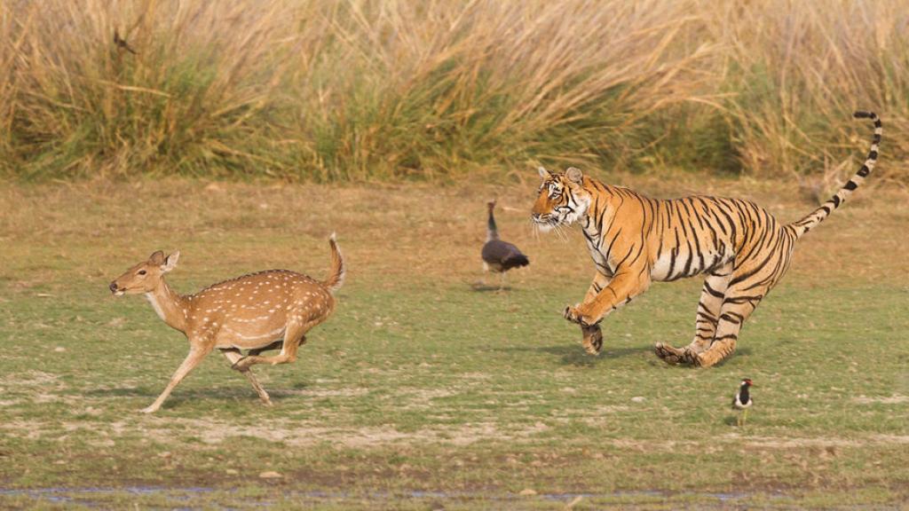 Tiger chasing a deer in Ranthambhore national park, India