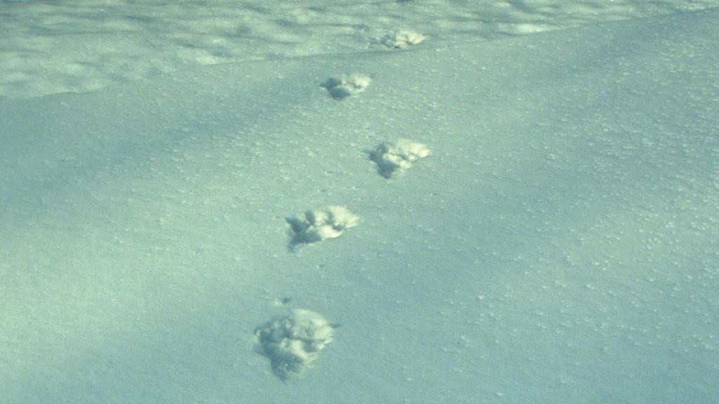 Tracks of wild Amur leopard in snow