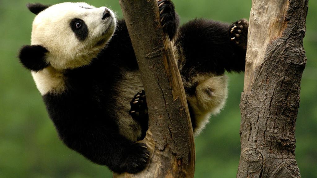 Juvenile giant panda climbing