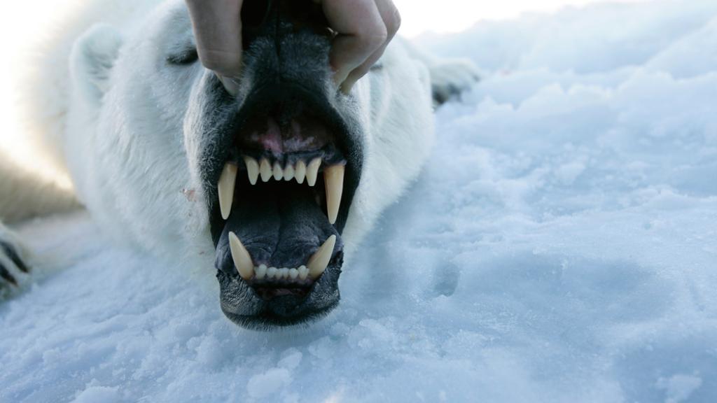 Polar bear's teeth (Ursus maritimus), Svalbard, Norway.